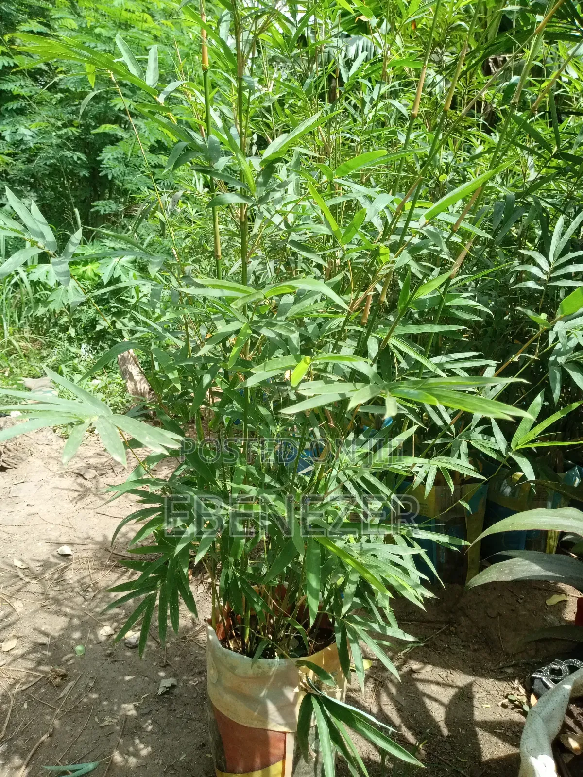 Bamboo Flower
