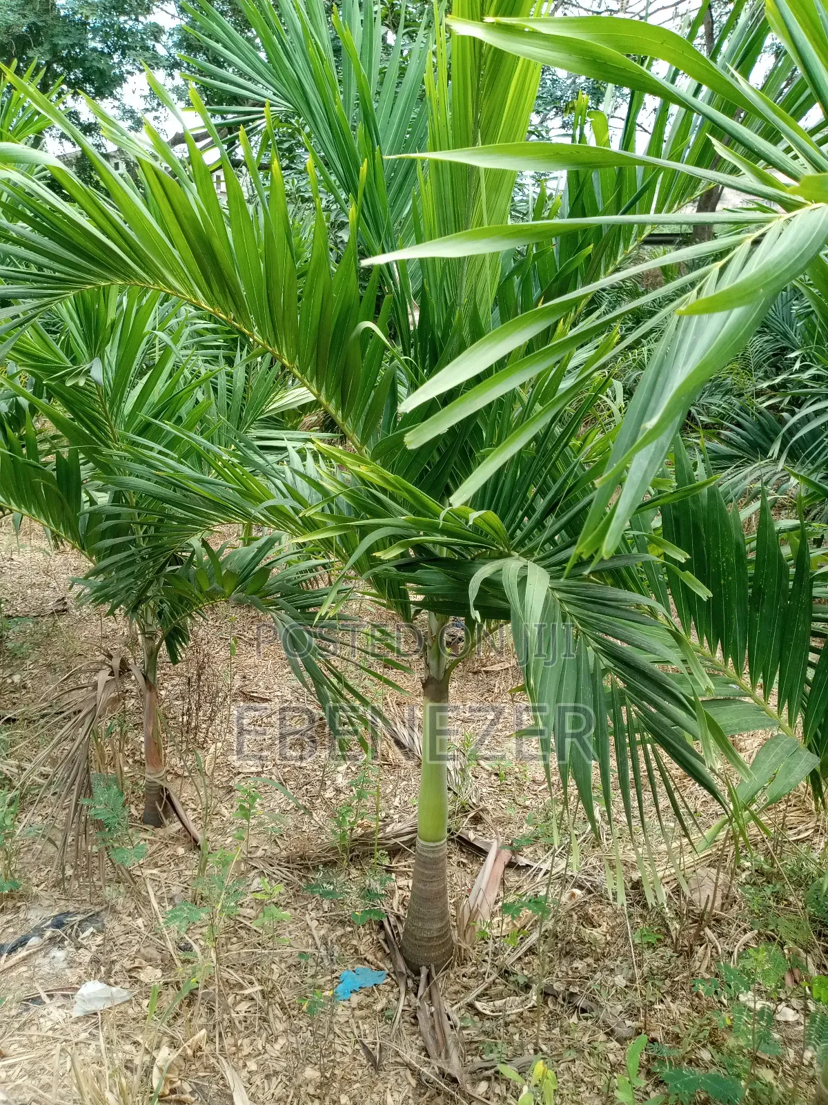 Vietchia Palm or Short Royal Palm