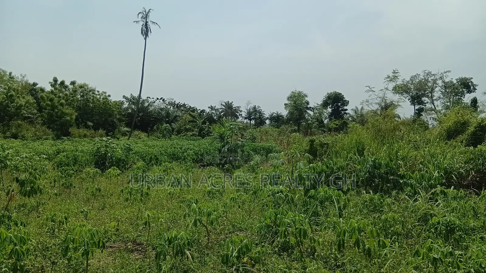 Western Region, Shama District (Beposo) _ 102 Acres Farmland