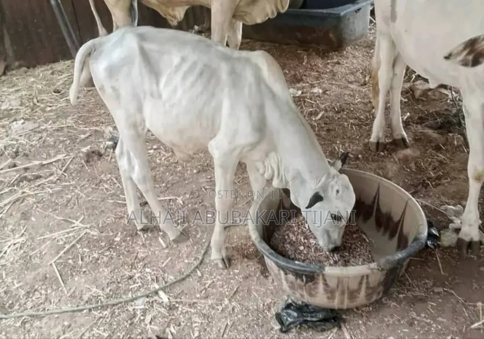 Nice Small Cattlel Sellar