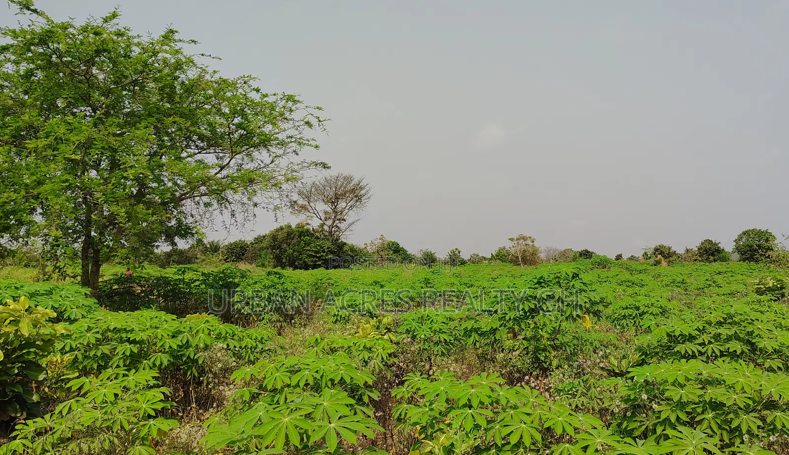 Volta Region, Abutia _ 50+ Acres Crop Farmland