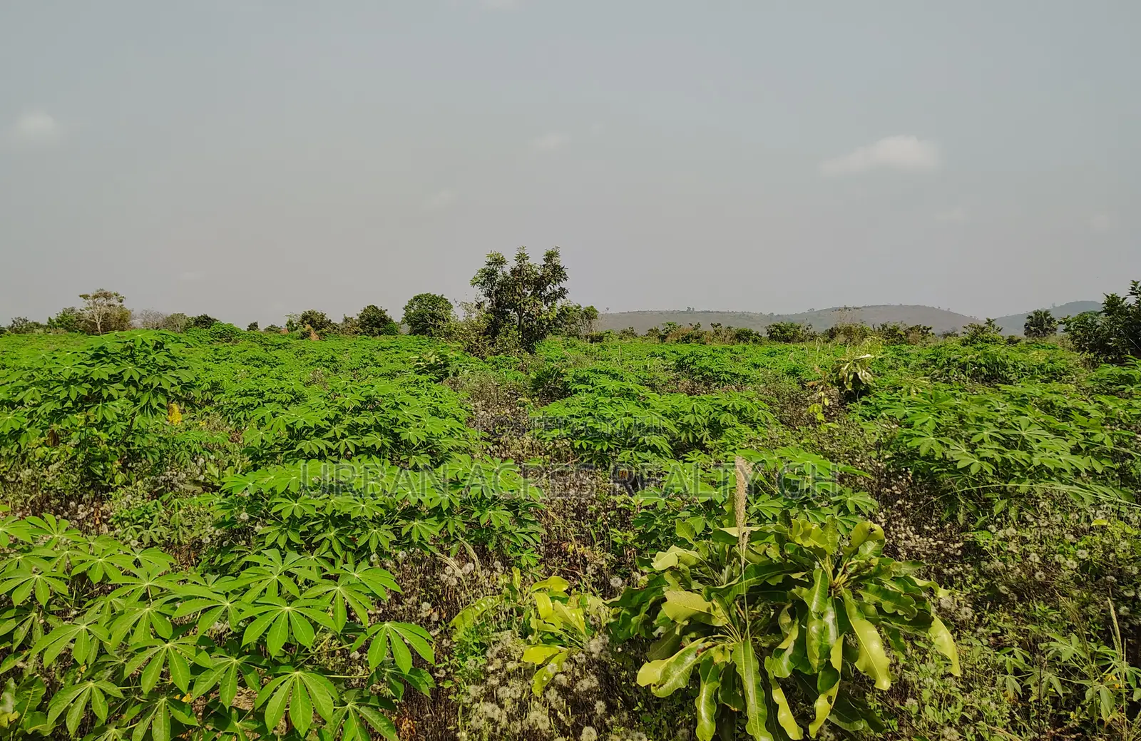 Volta Region, Abutia _ 50+ Acres Crop Farmland