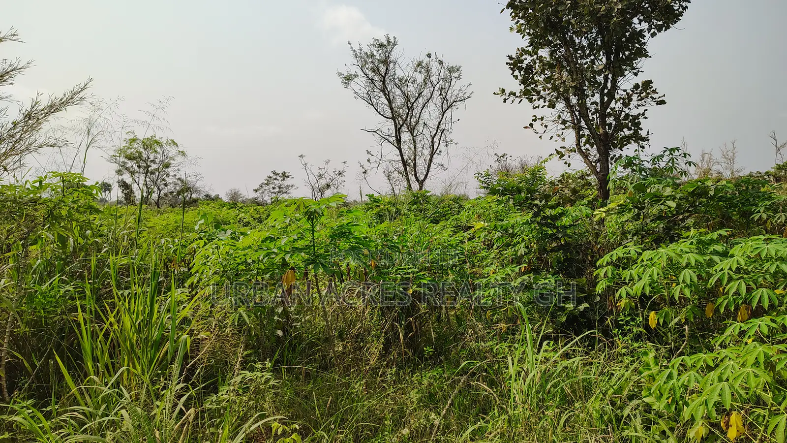 Volta Region, Abutia _ 50+ Acres Crop Farmland