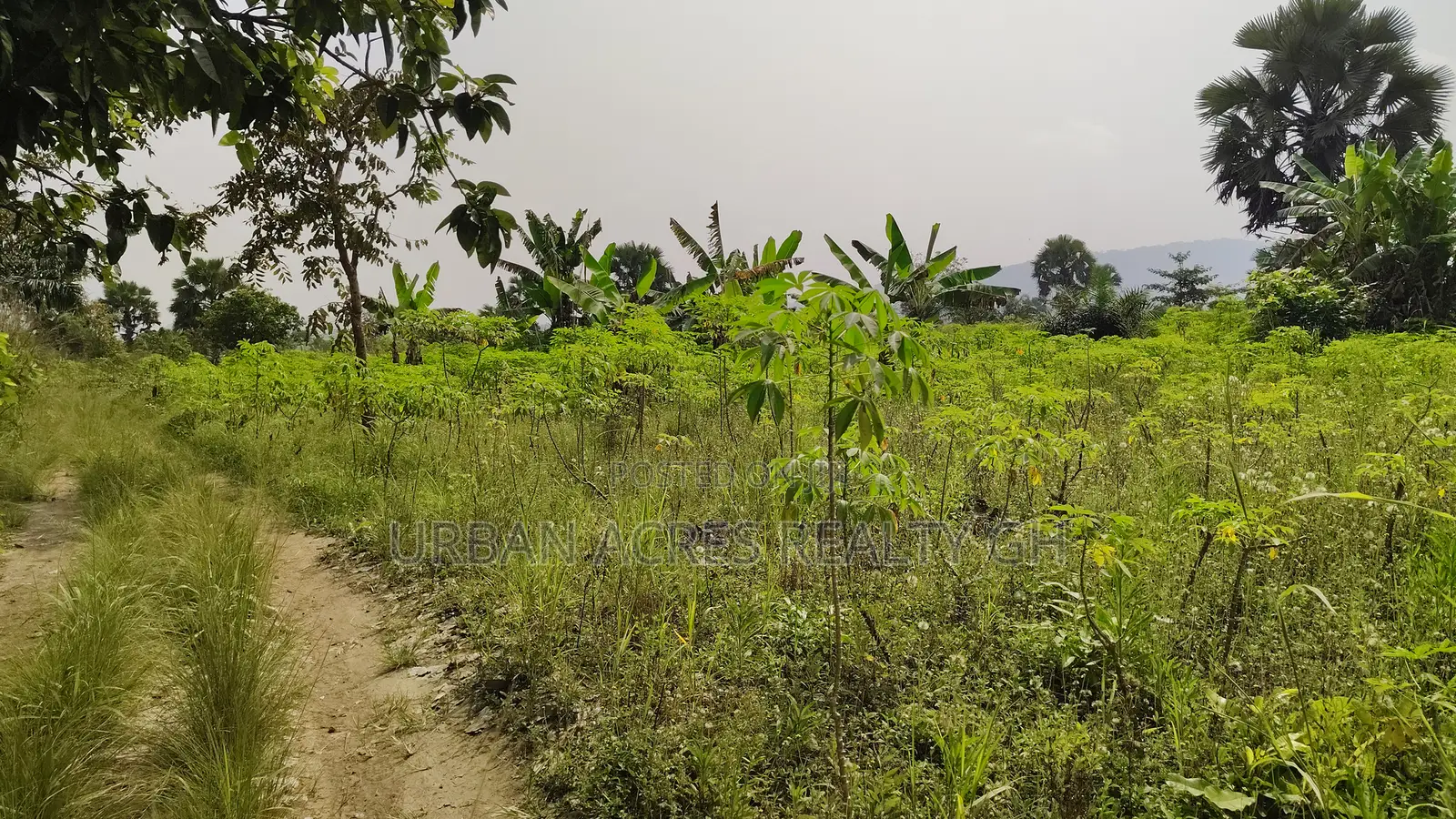 Volta Region, Abutia _ 50+ Acres Crop Farmland