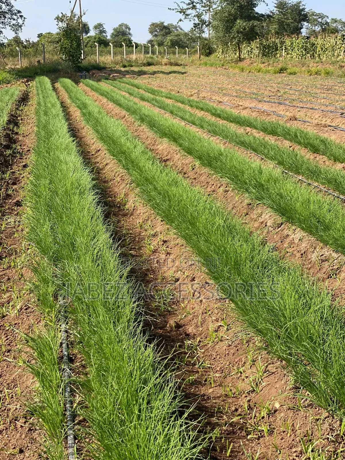 Red Onion Hazera Neptune F1 Seed