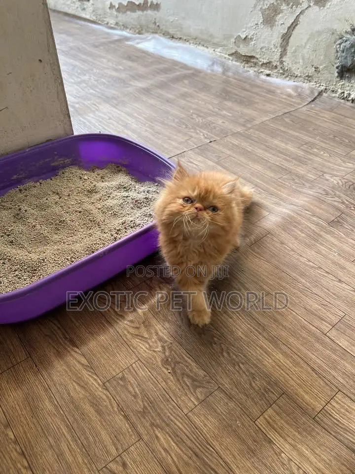 1-3 months Female Purebred Persian
