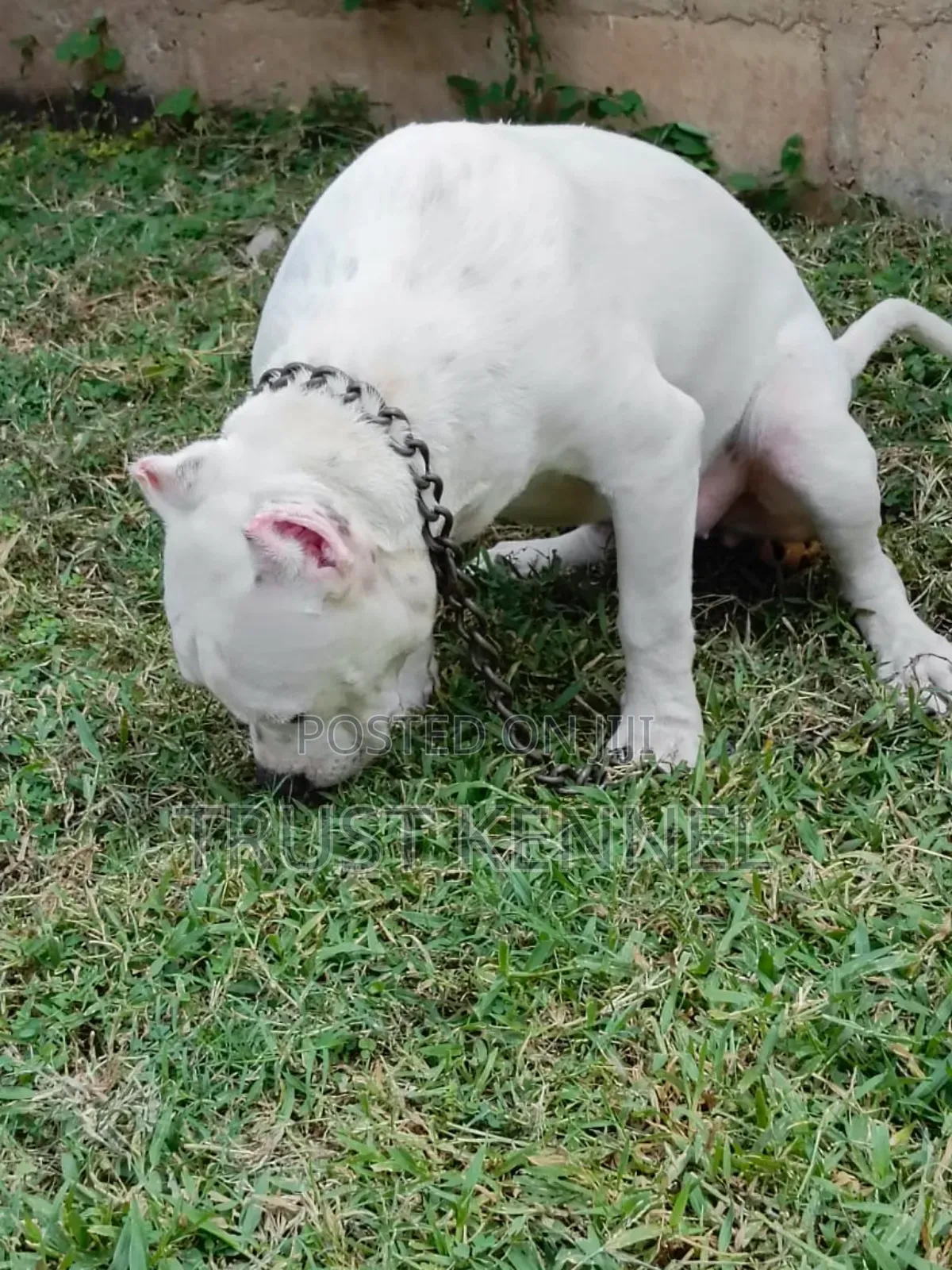 6-12 months Female Purebred American Bully