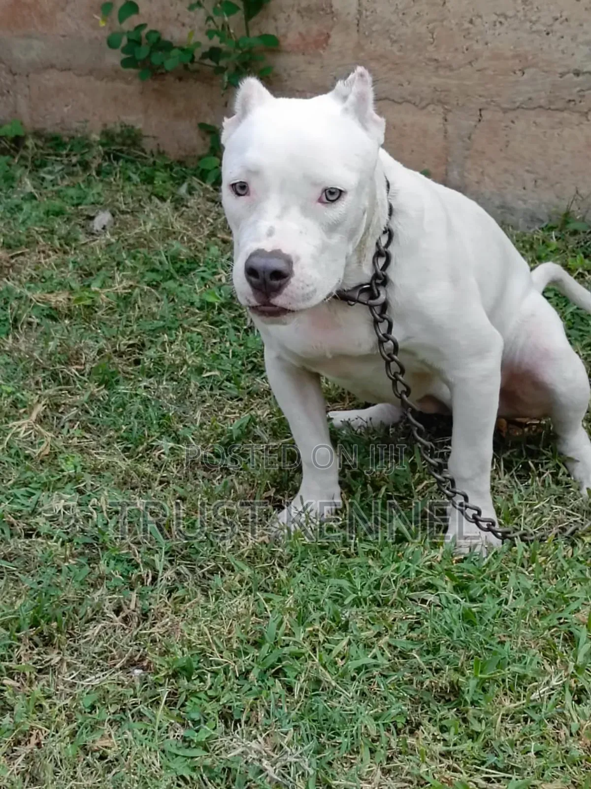 6-12 months Female Purebred American Bully