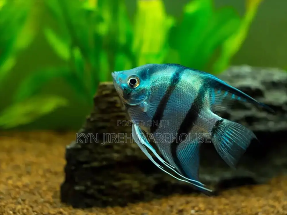 Aquarium Angel Fish