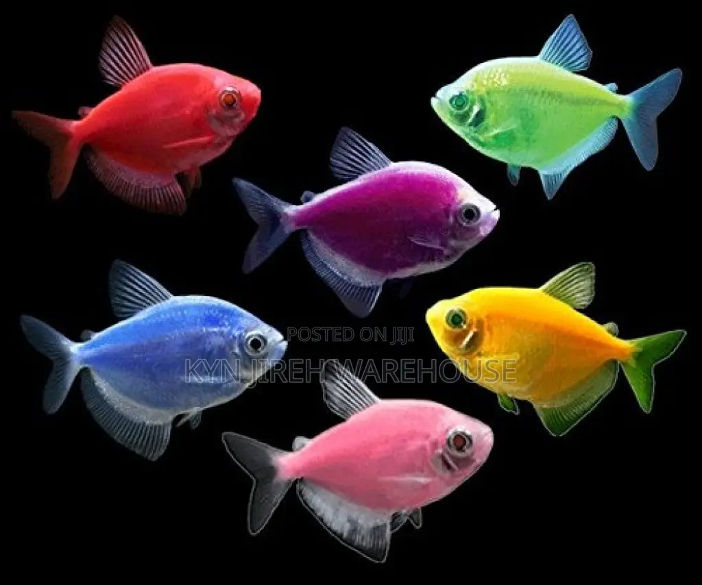 Tetra Fish