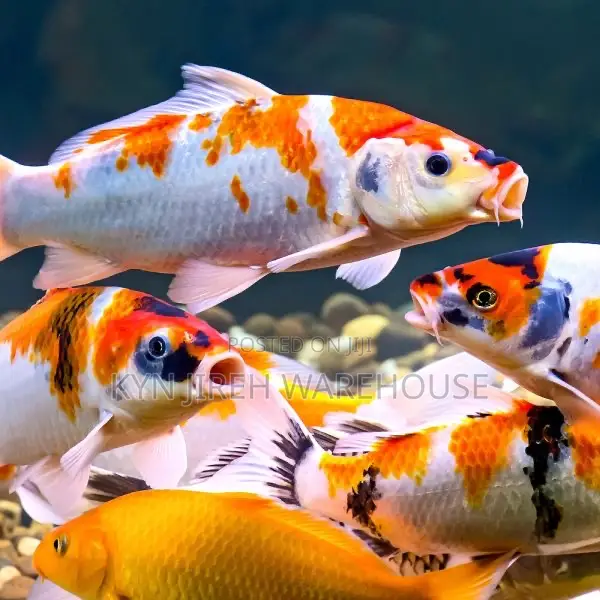 Koi Fishes