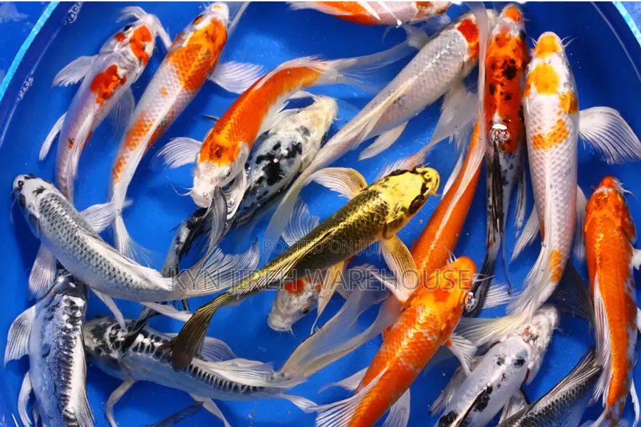 Koi Fishes