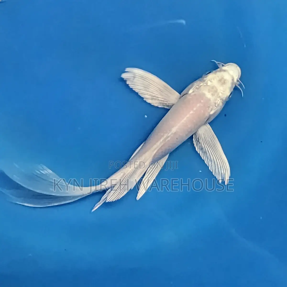 Koi Fishes