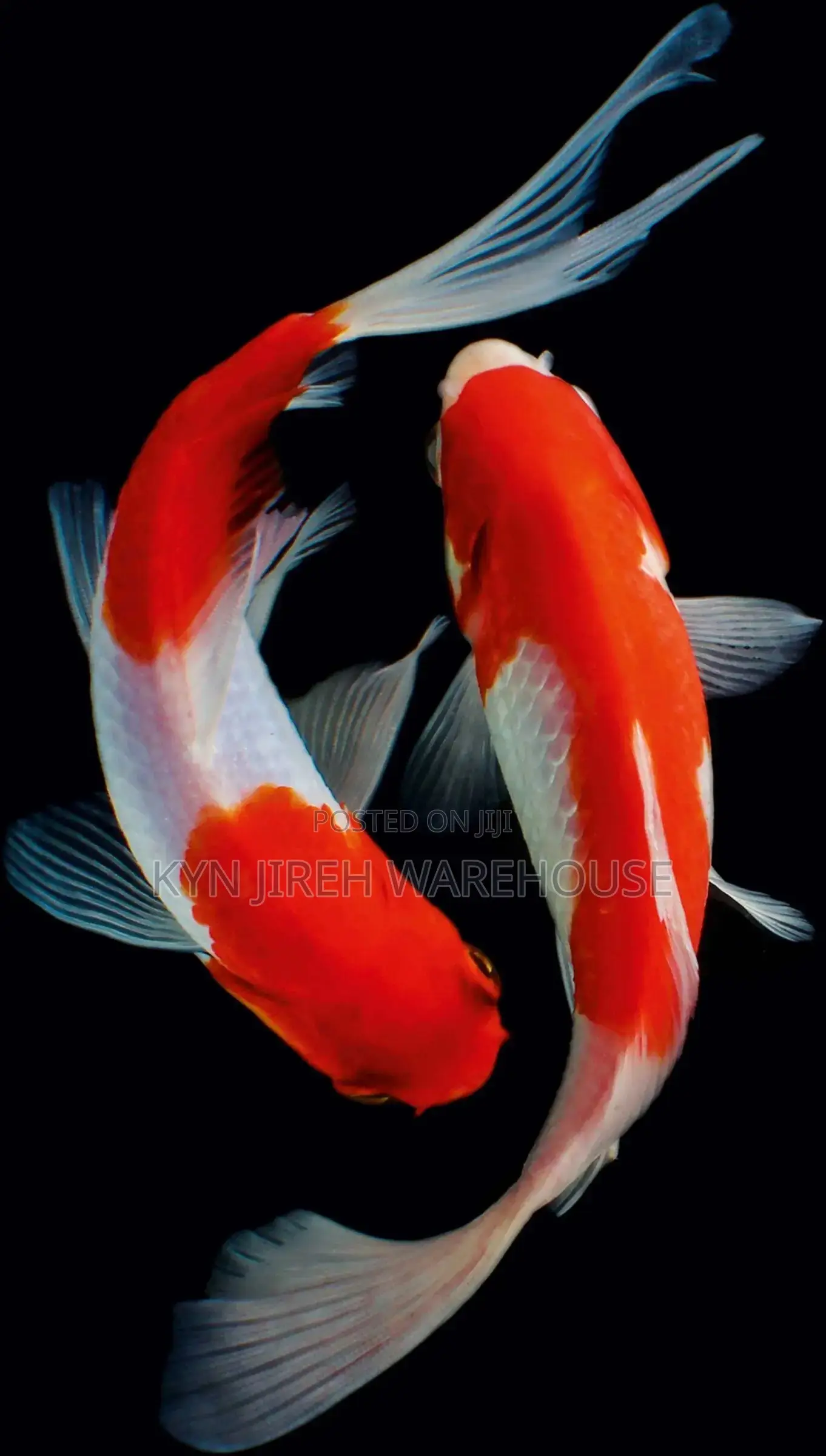Koi Fishes