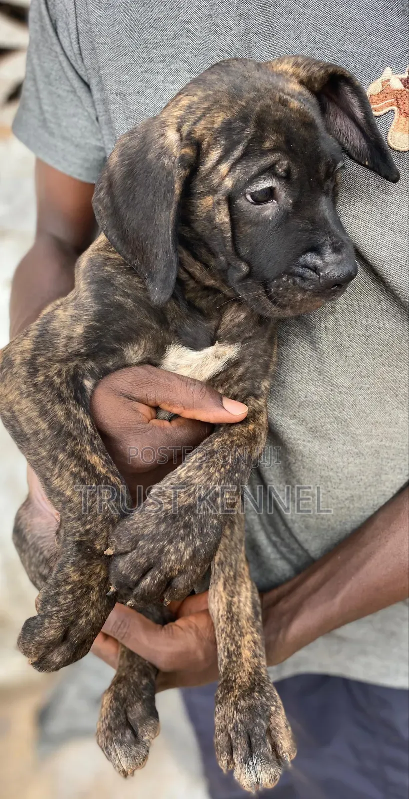 1-3 months Female Purebred Boerboel