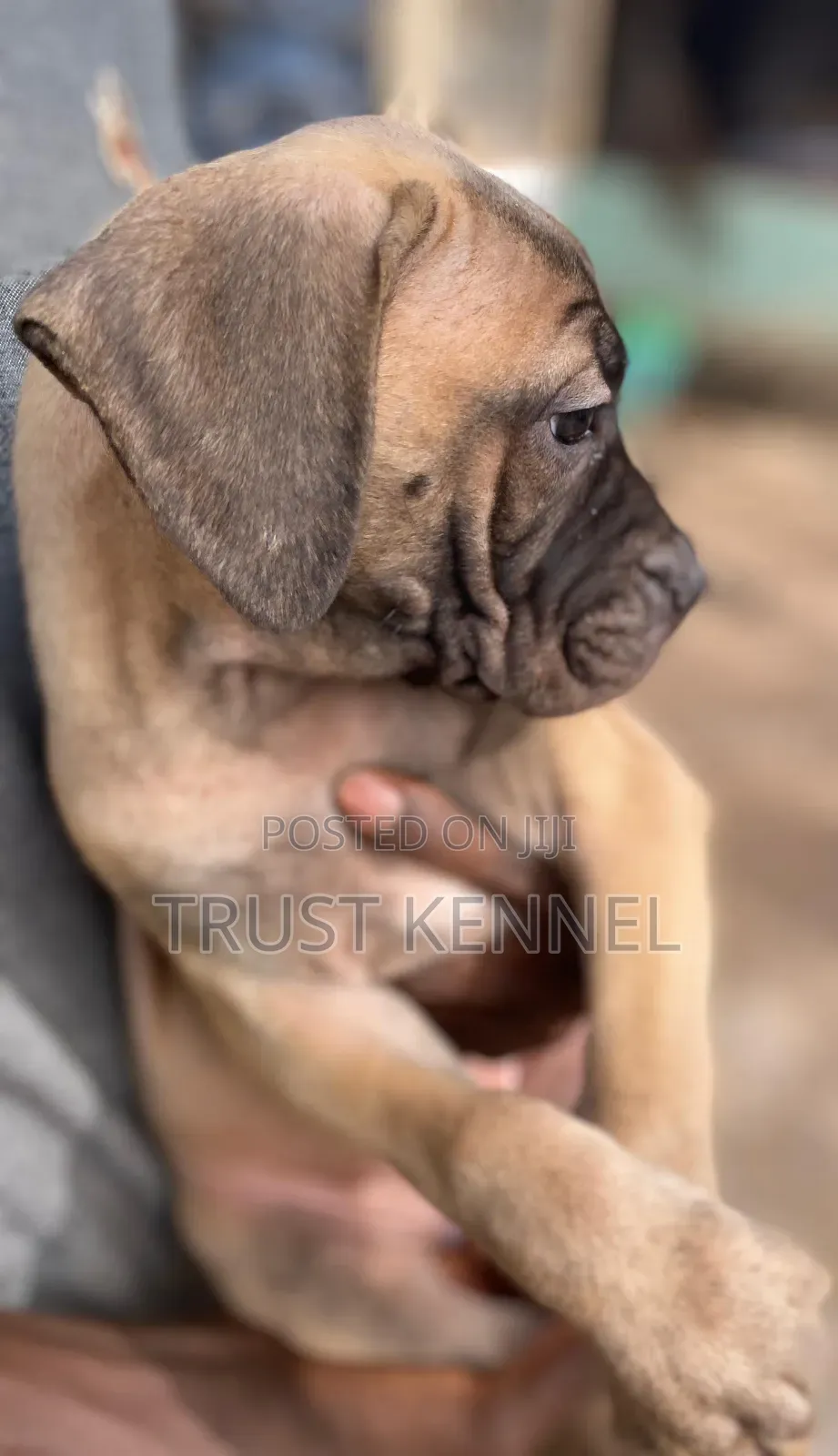 1-3 months Female Purebred Boerboel
