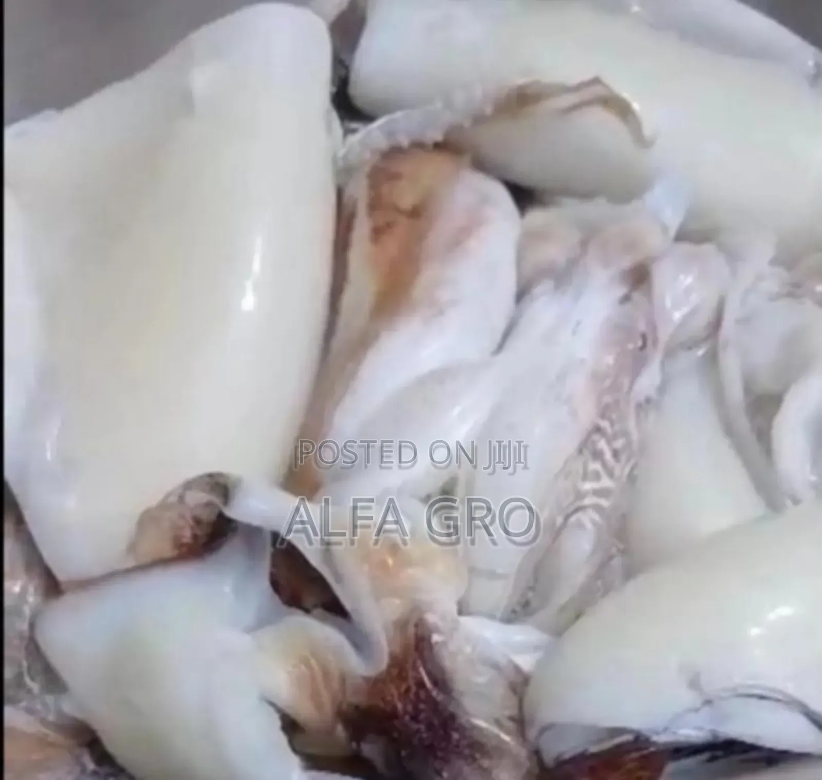 Fresh Squid Meat