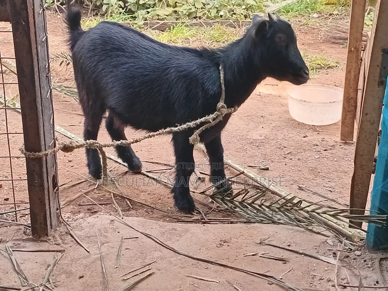 A Healthy Female Goat (Doe)