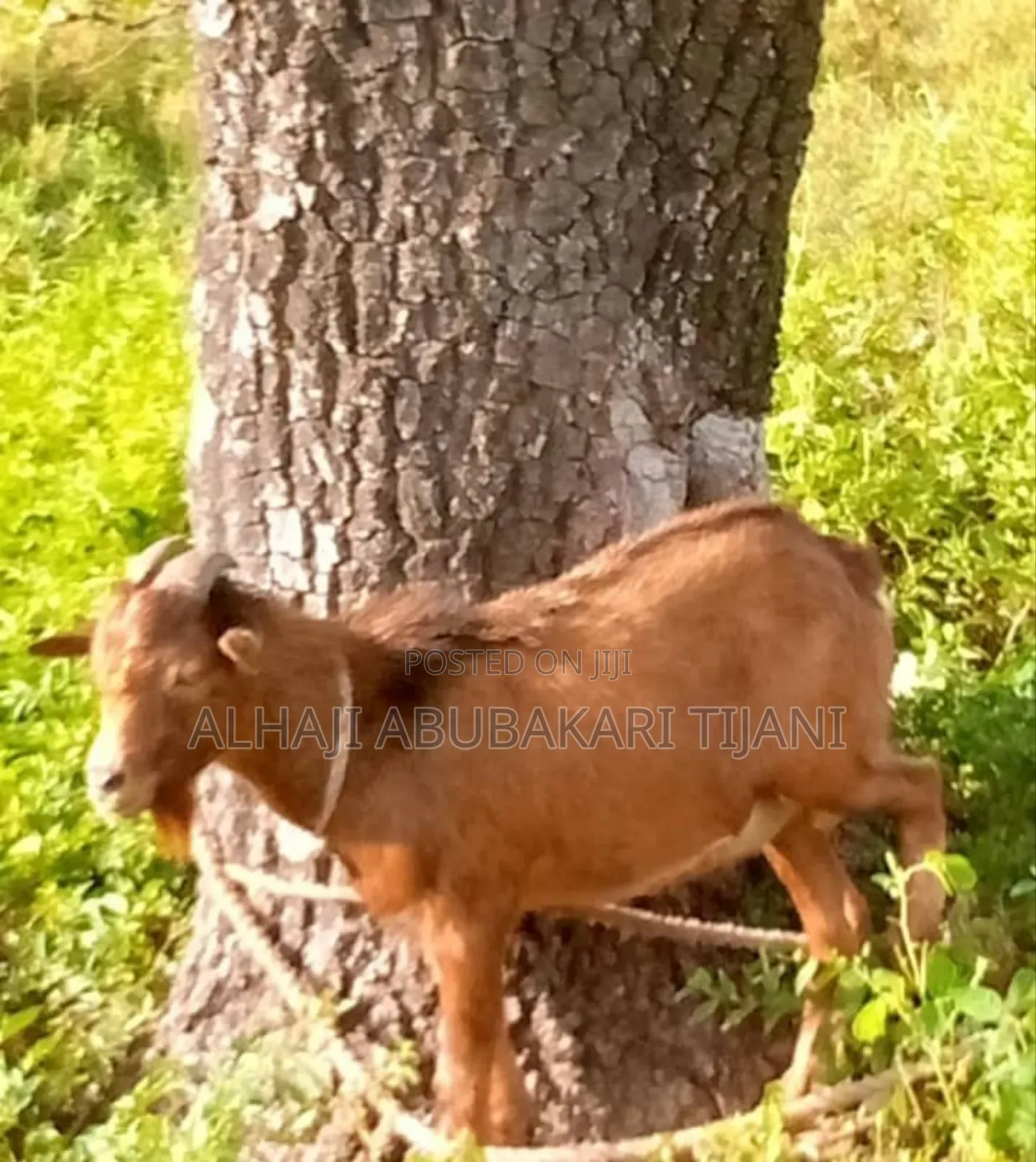 Nice Male Goat Sellar