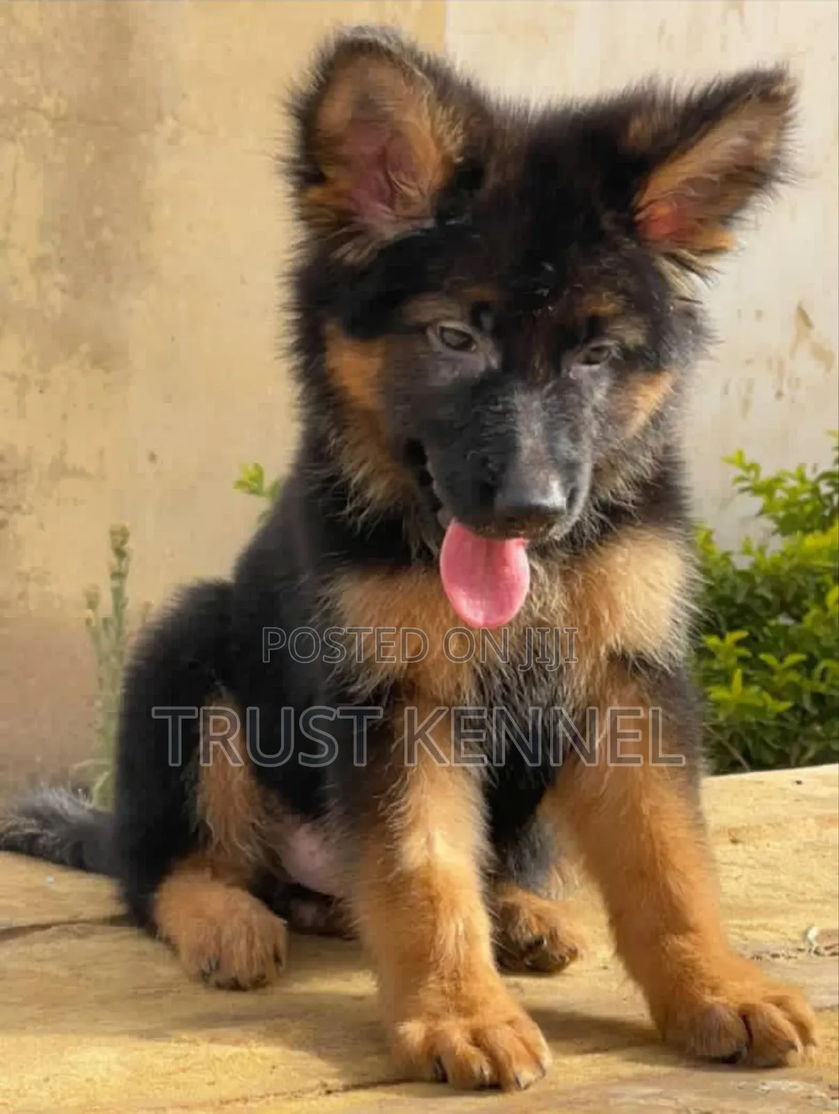 1-3 months Male Purebred German Shepherd