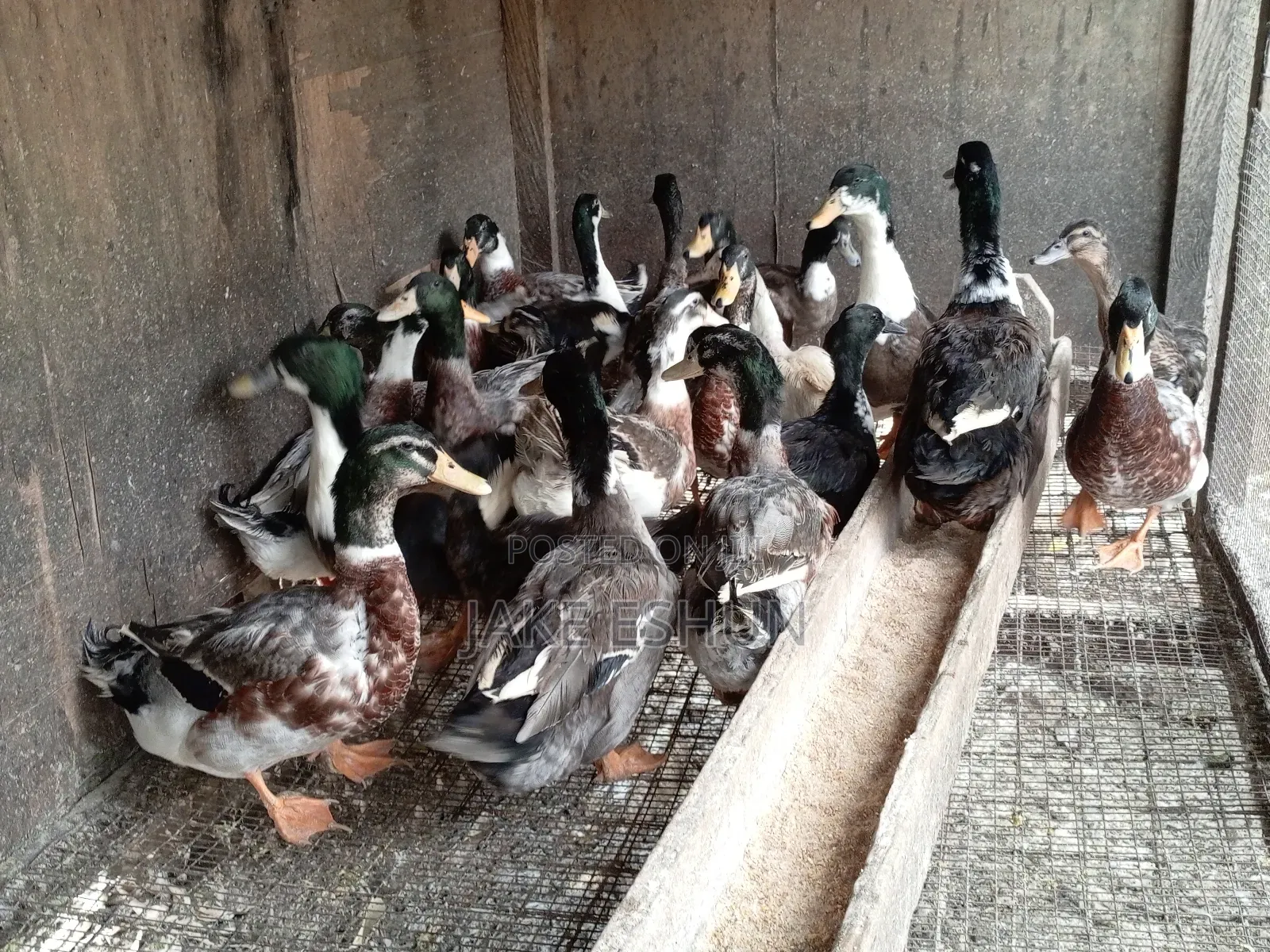 Strong Duck