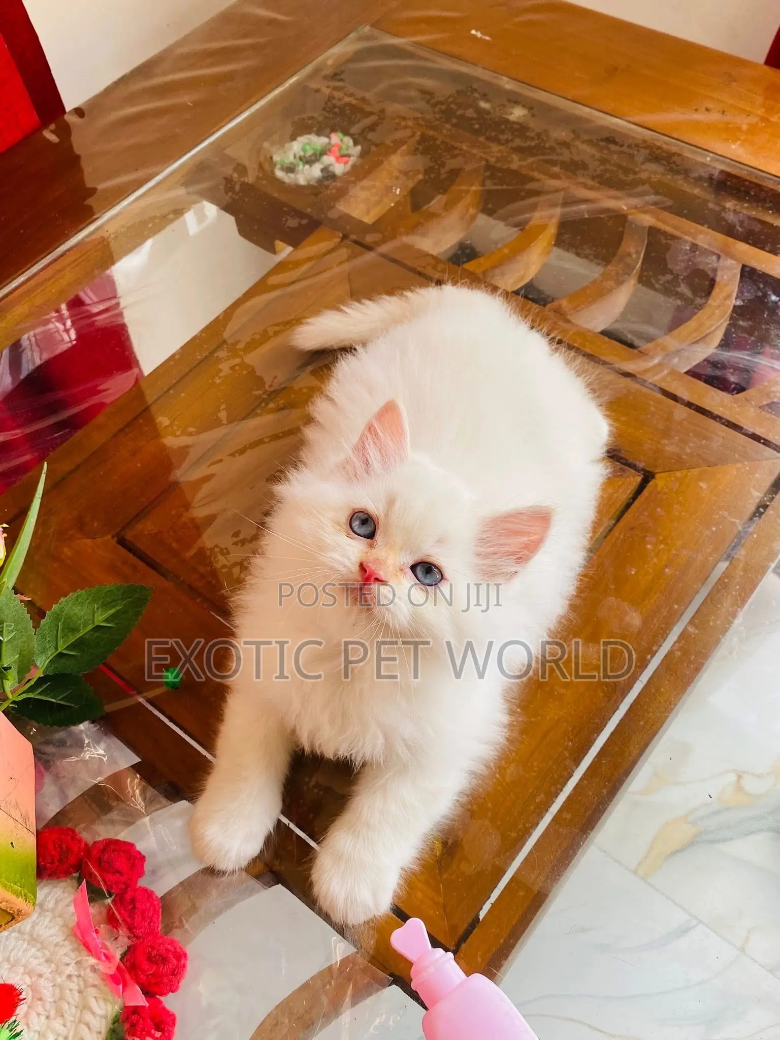 1-3 months Female Purebred Persian