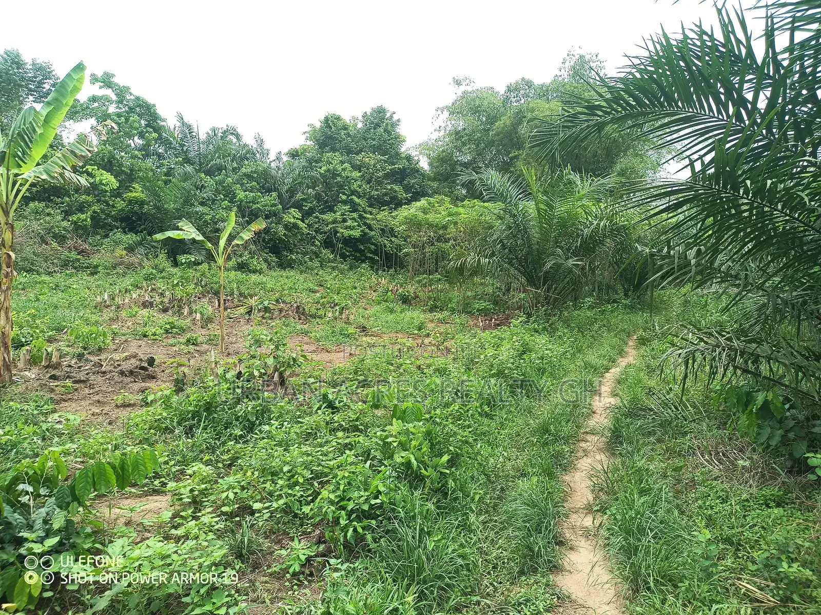 Central Region, A.A.K Dist (Abakrampa) _ 200+ Acres Farmland