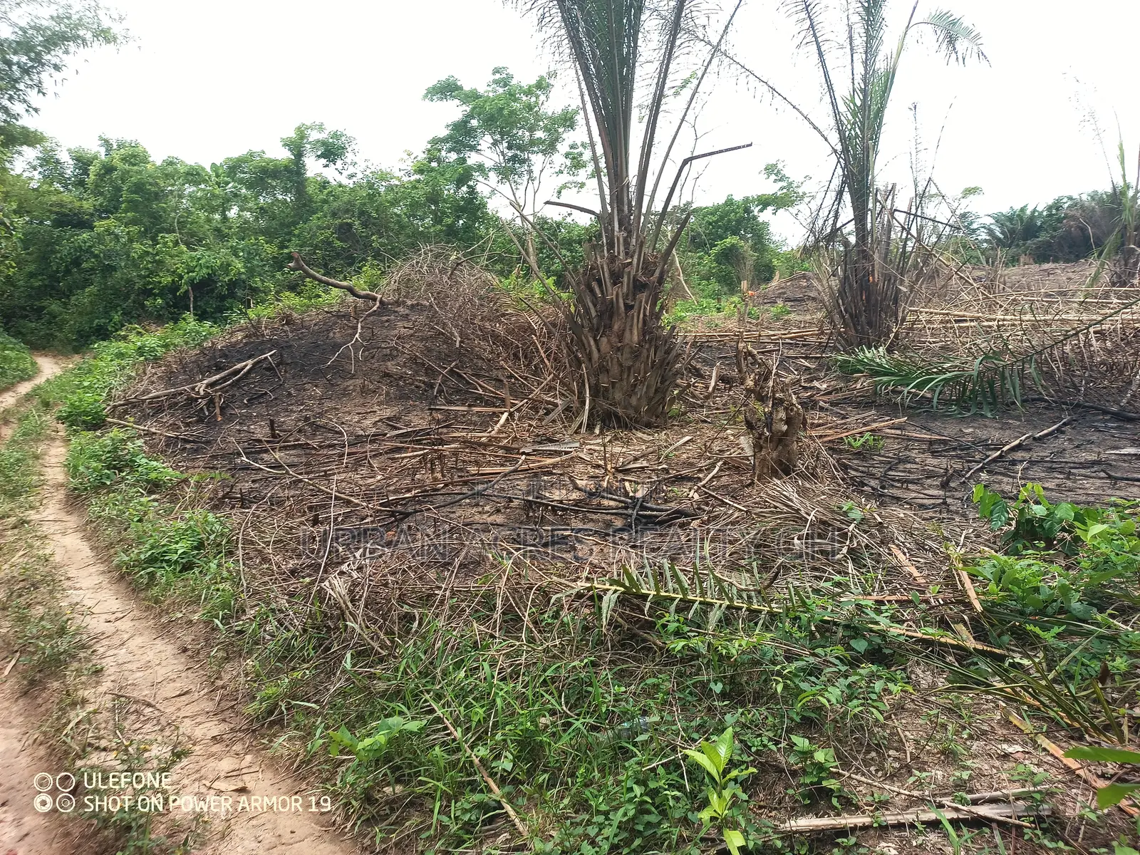 Central Region, A.A.K Dist (Abakrampa) _ 200+ Acres Farmland