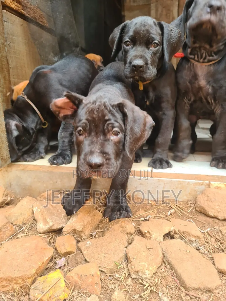 1-3 months Female Purebred Boerboel
