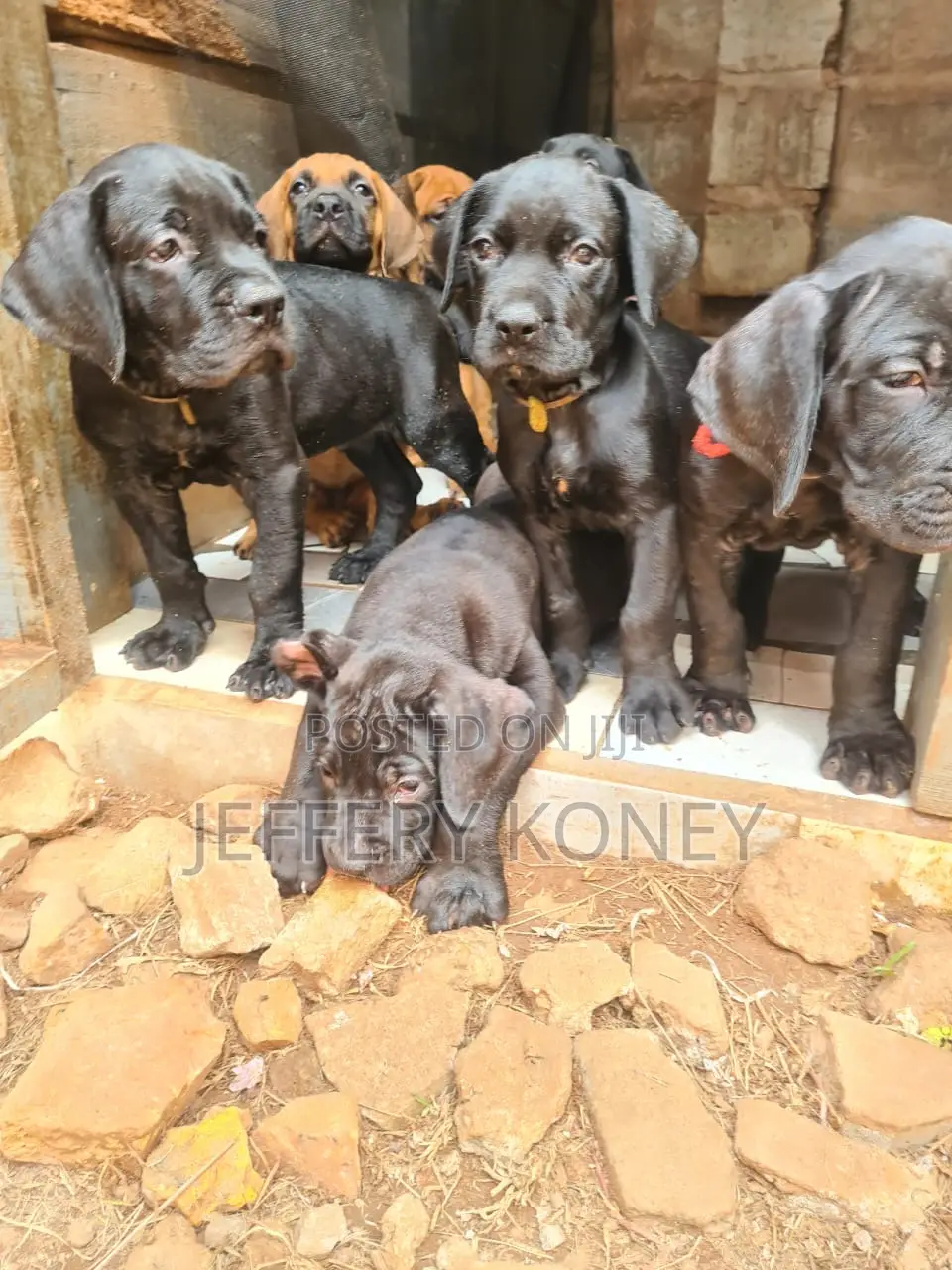 1-3 months Female Purebred Boerboel