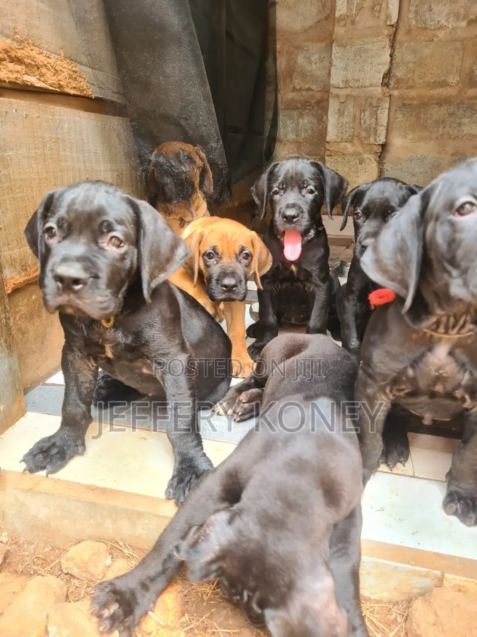 1-3 months Female Purebred Boerboel