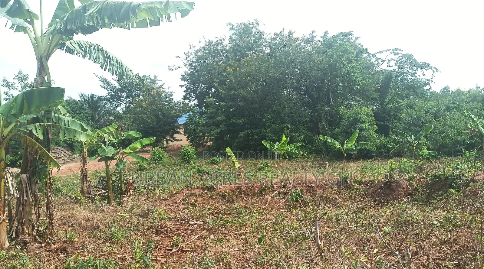 C/R, Swedru (Asafo) _ 1 Plot (80'x100') Land