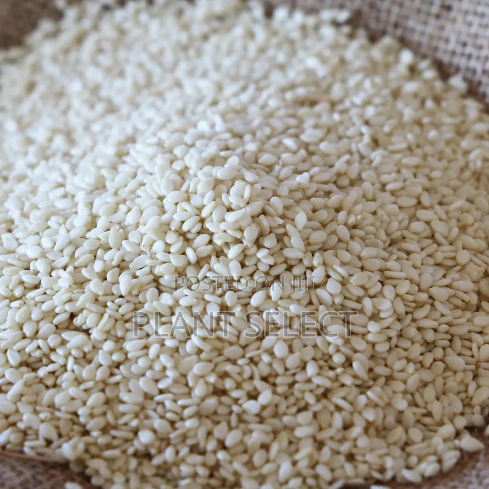Black and Creamy Sesame Seeds (350 Grams)
