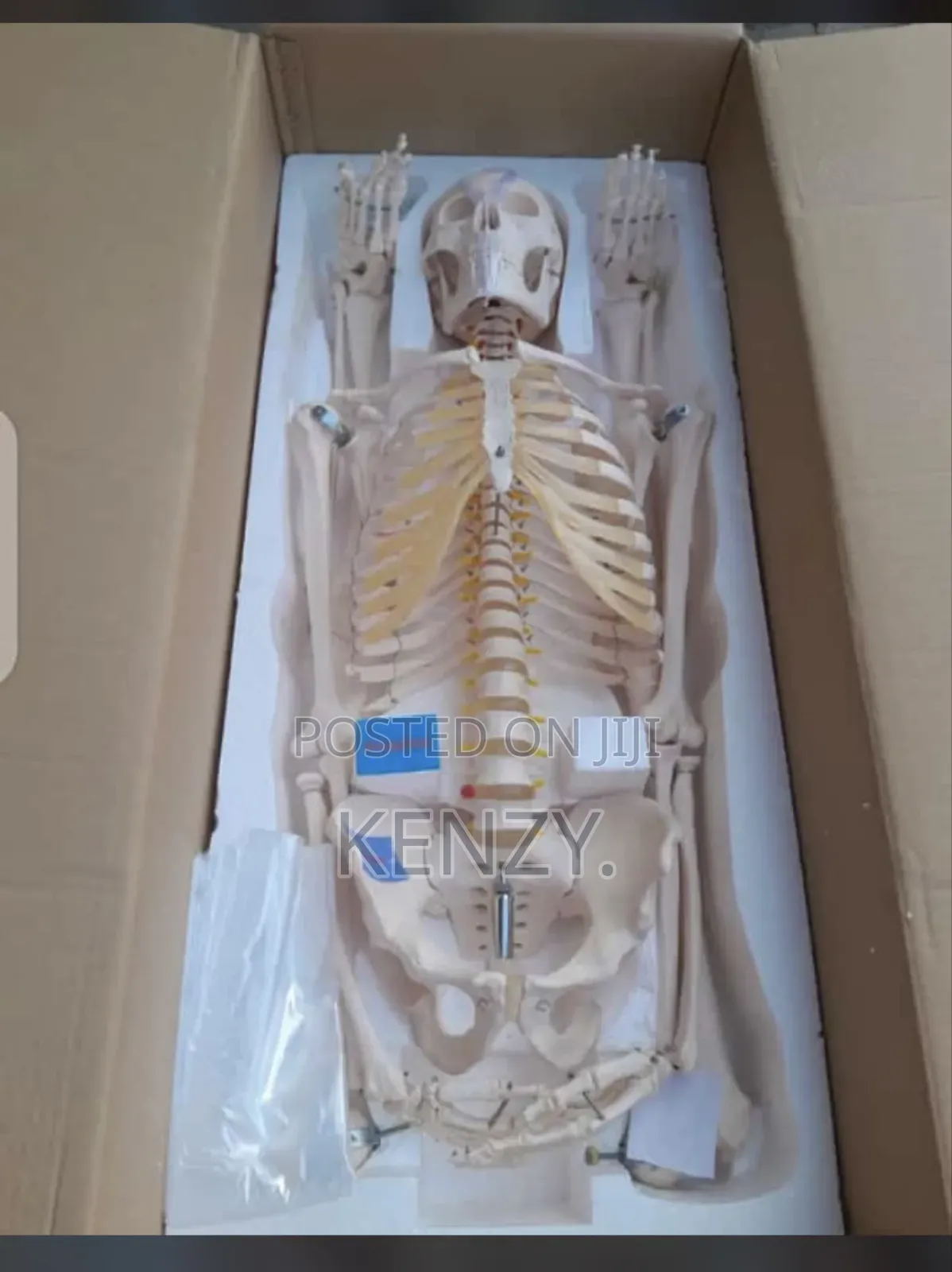 Skeletal System