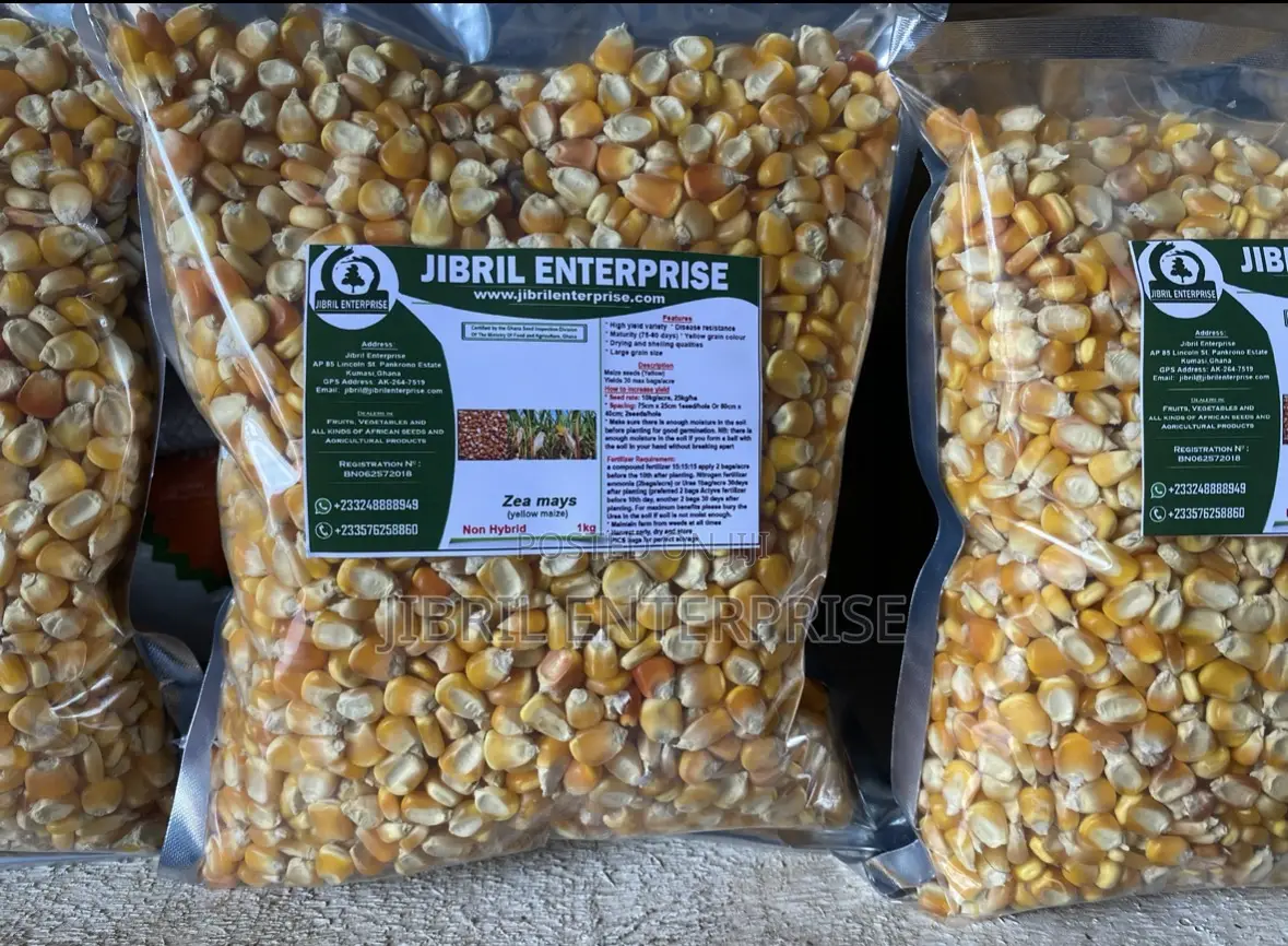 Deux Mois, 75 Days Togolese Yellow Maize Seeds, 1kg /25gh, Non Hybrid