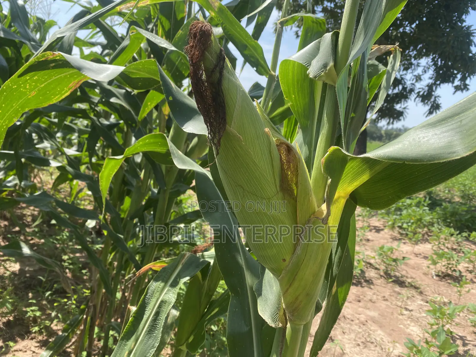 75 Days Togolese Yellow Maize Seeds, 1kg /25gh, Non Hybrid, High Yield