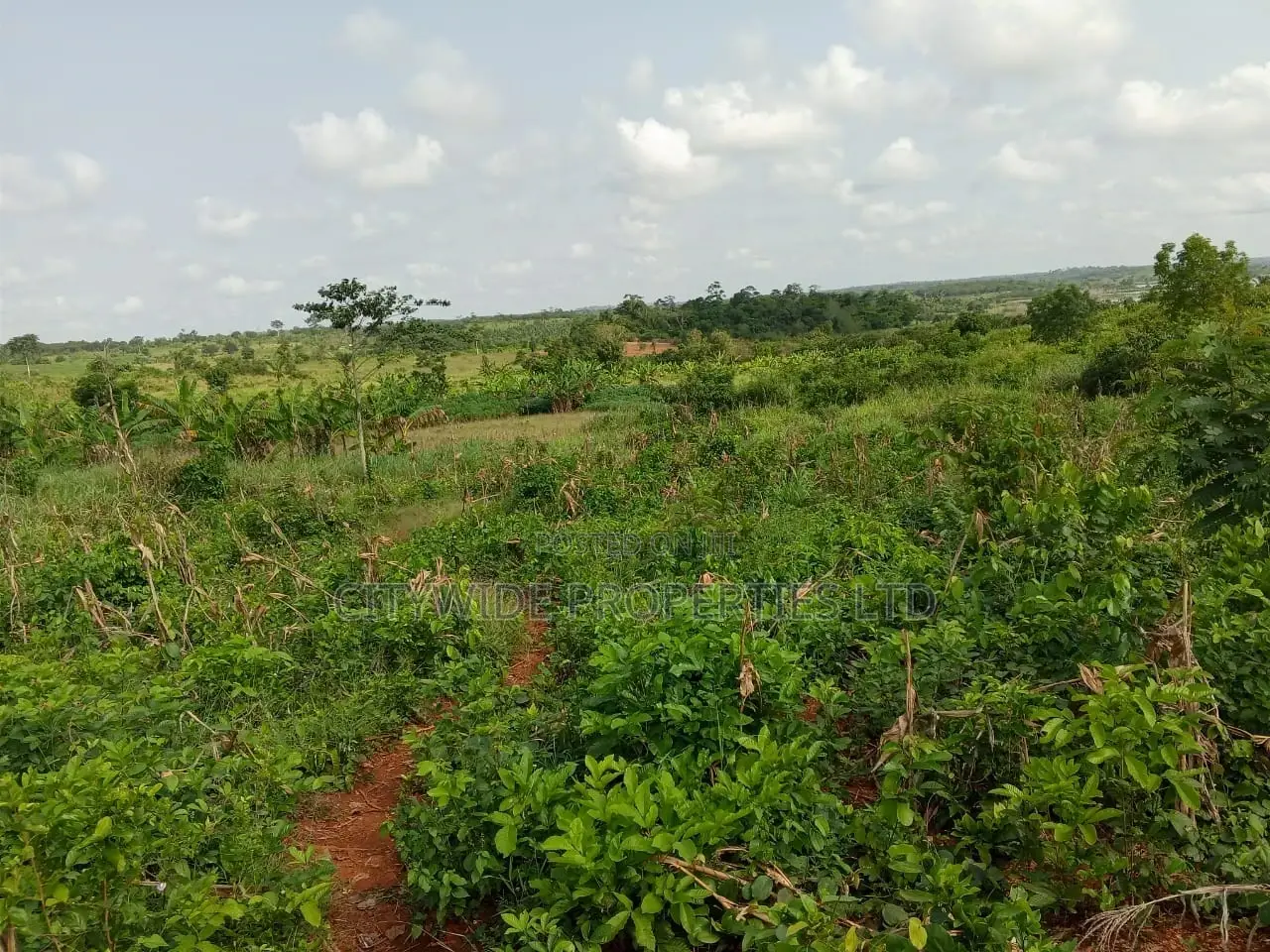 Farmlands at Winneba Simibrofo for Sale