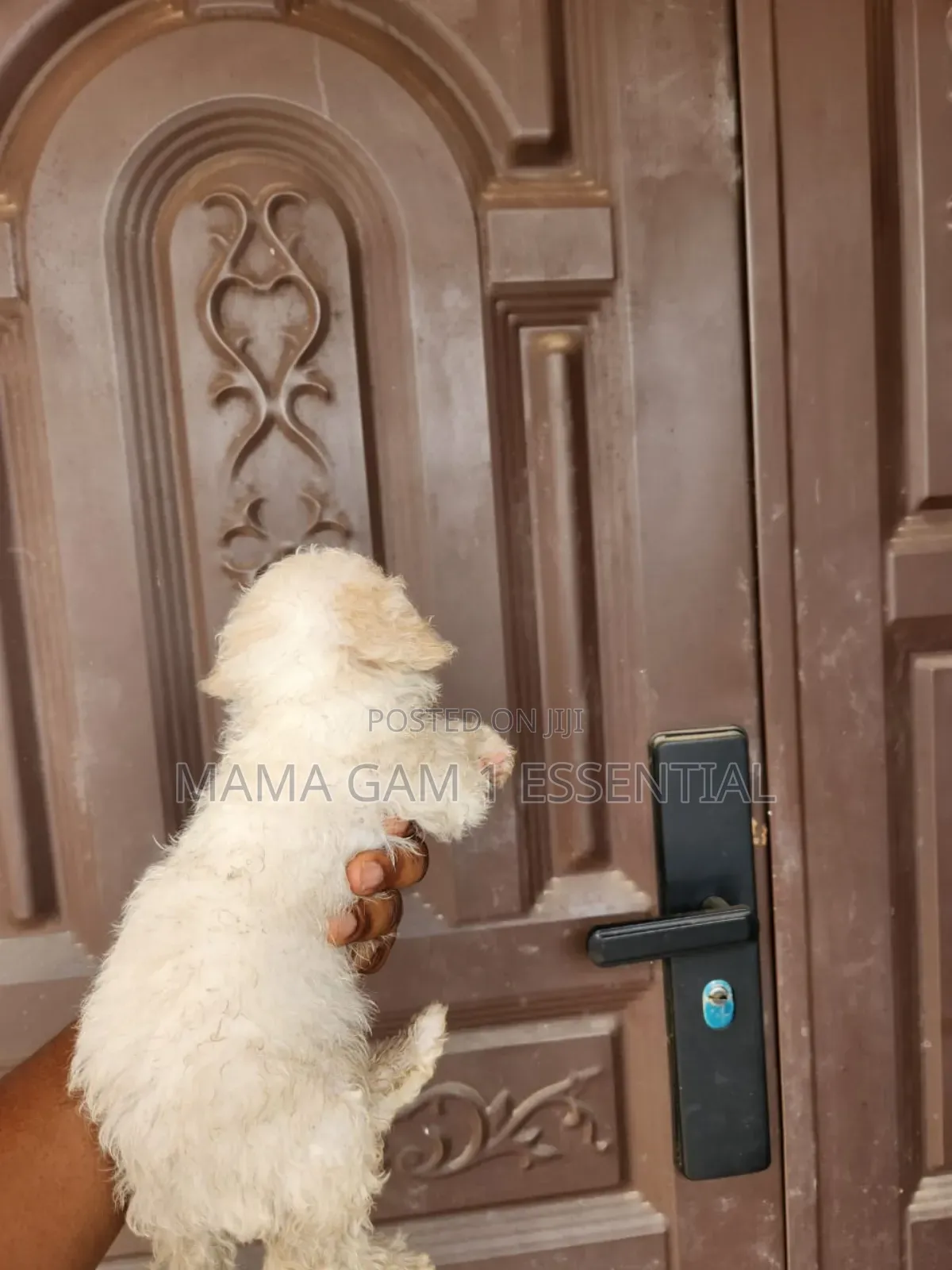 1-3 months Female Purebred Poodle