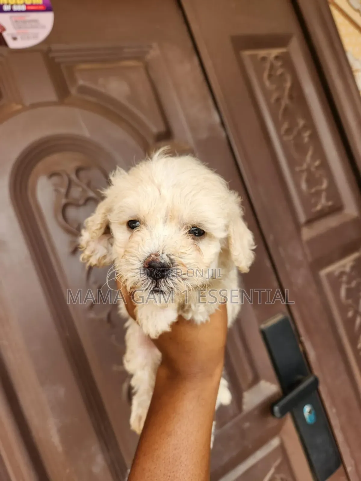 1-3 months Female Purebred Poodle