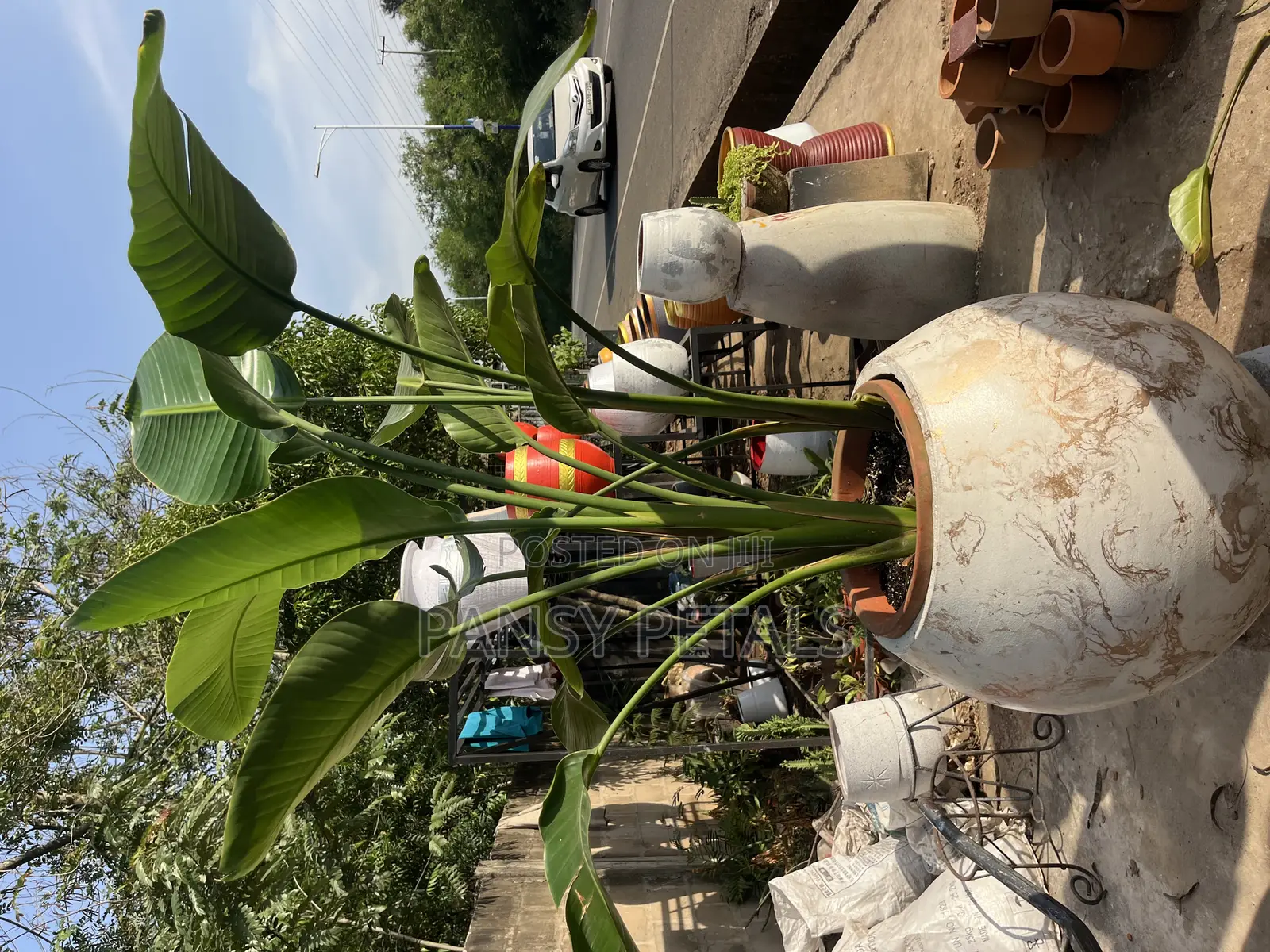 Flower Pot and Plant for Sale