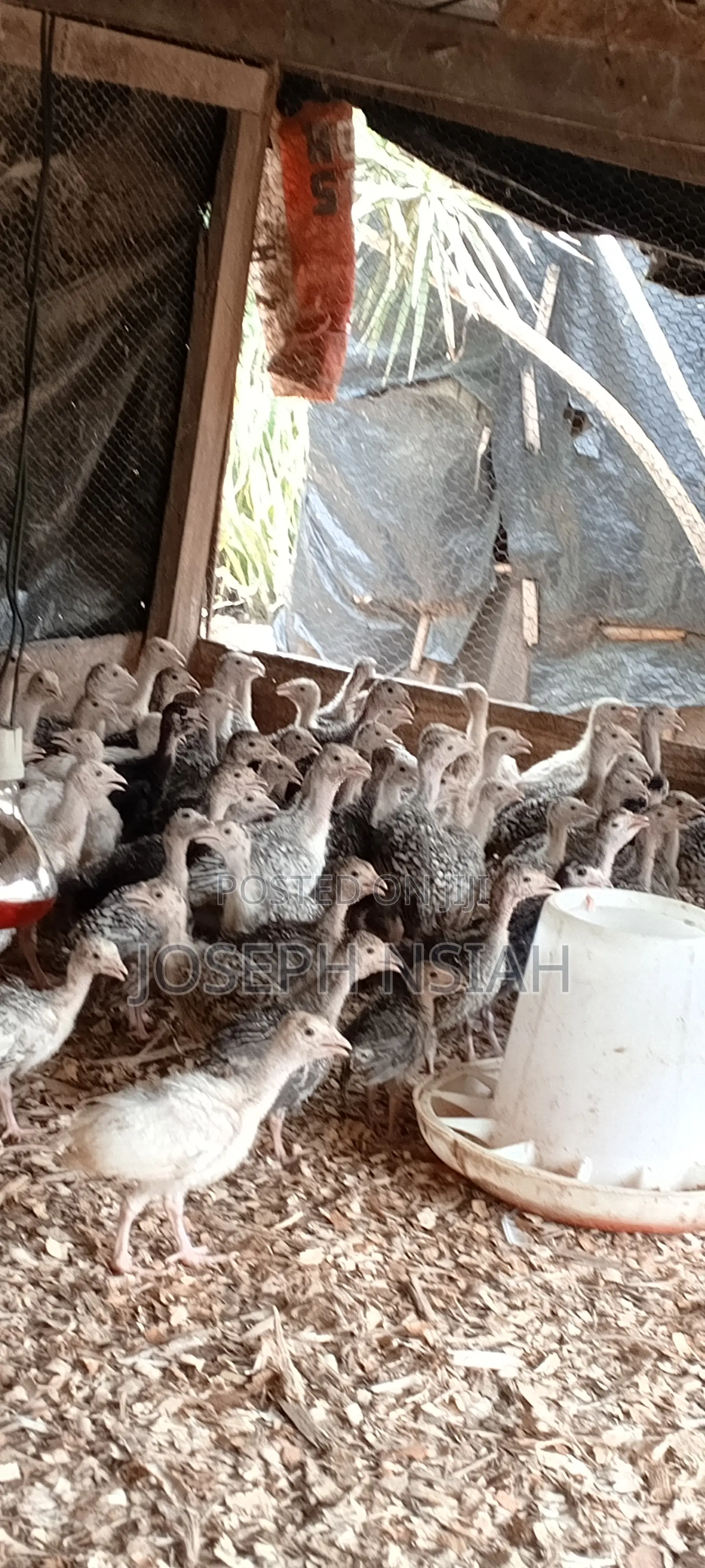 Turkeys for Sale