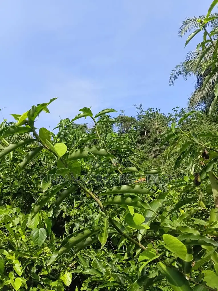 Western Region, Beposo (Atta Ni Atta) _ 25 Acres Farmland