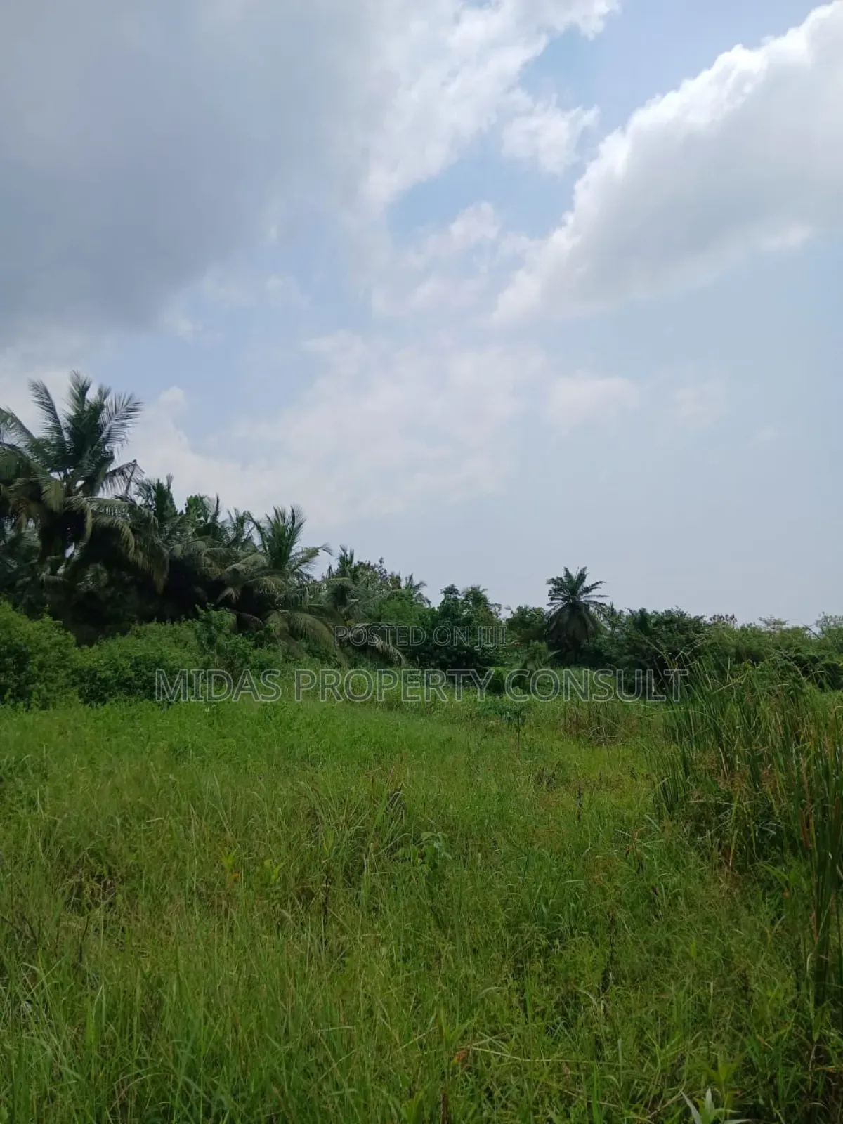 300 Acre Farmland for Lease at Mankessim 50years