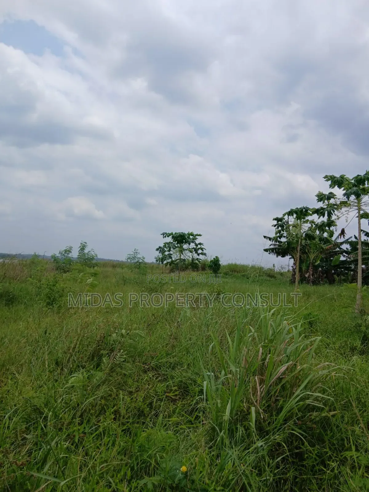 300 Acre Farmland for Lease at Mankessim 50years