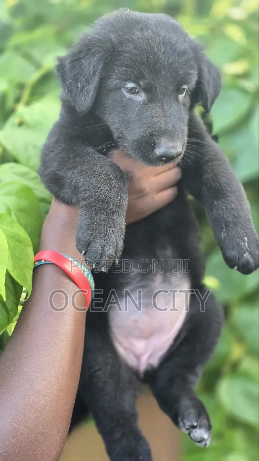 1-3 months Female Purebred German Shepherd