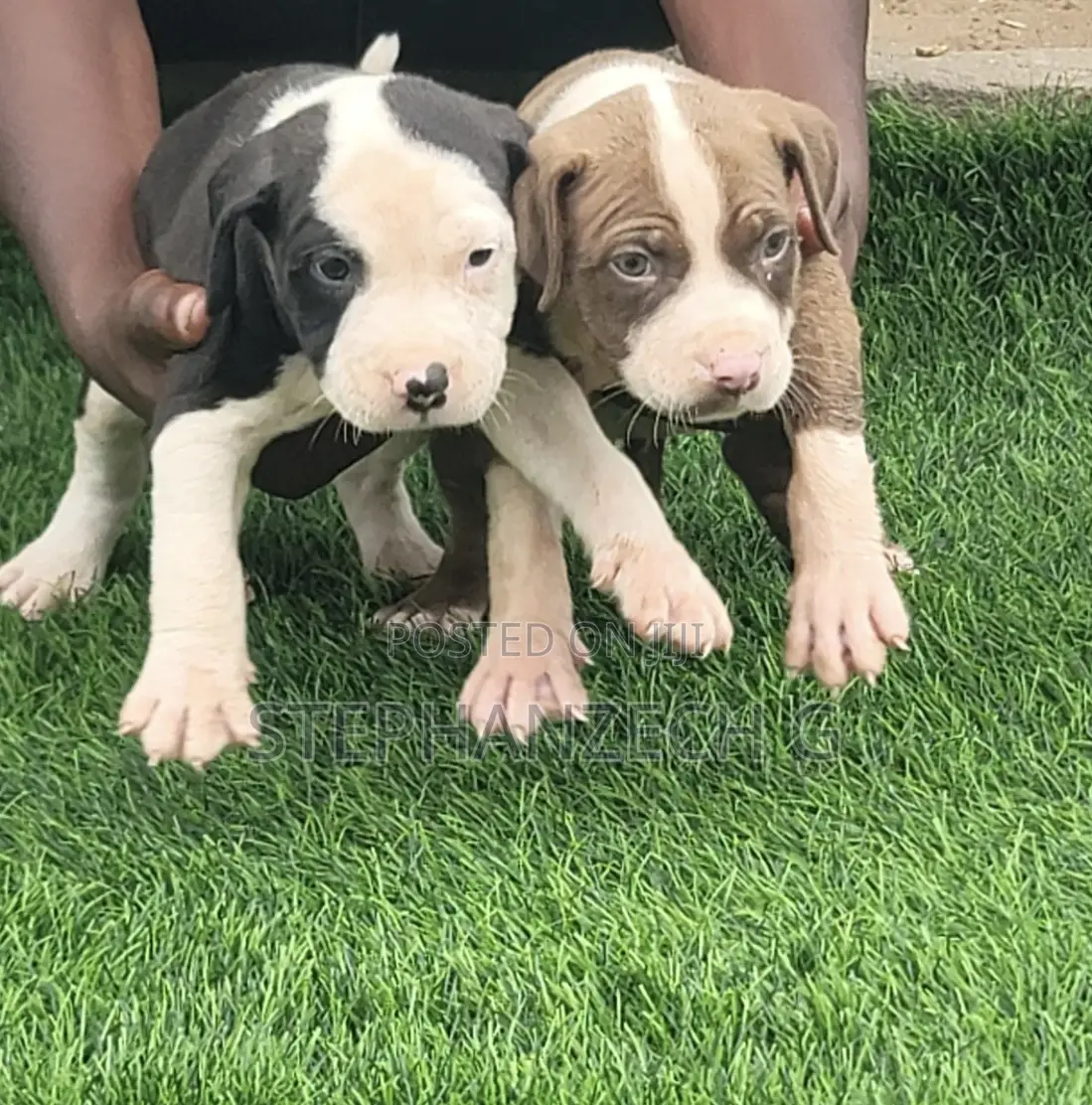 0-1 month Female Purebred American Bully