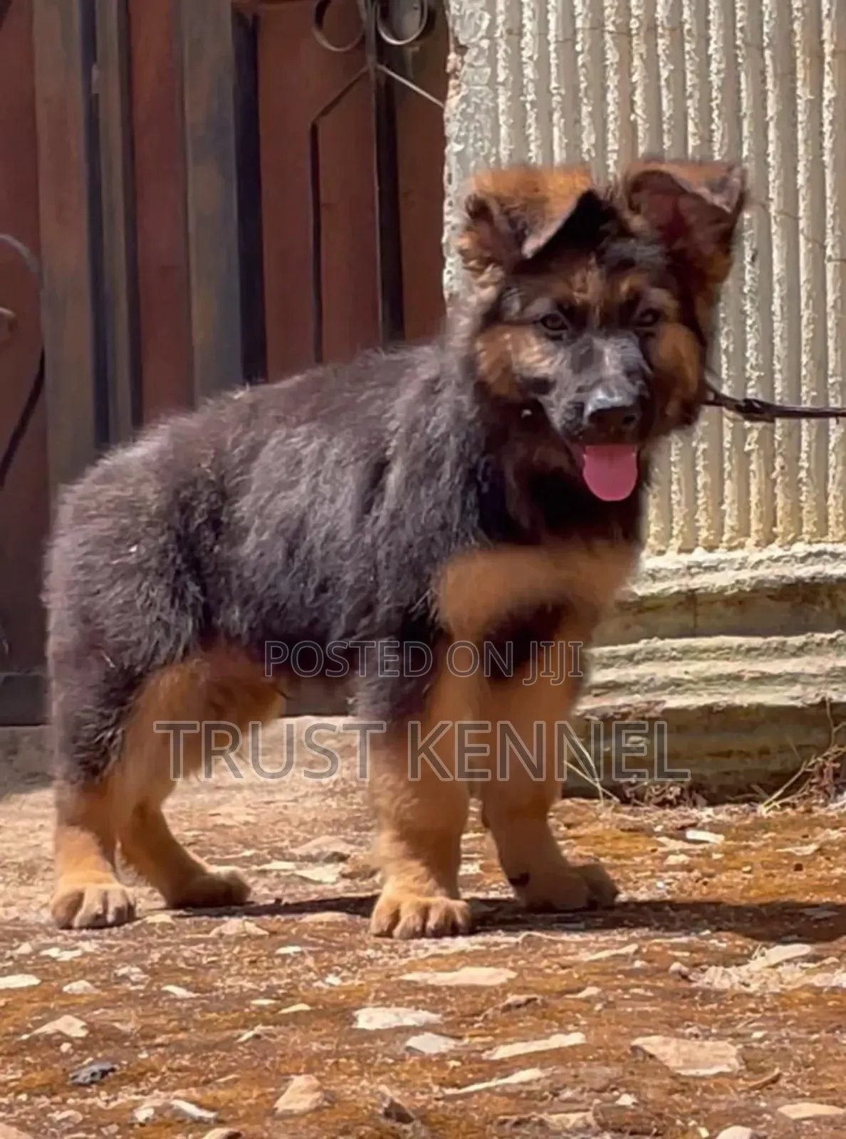 1-3 months Female Purebred German Shepherd