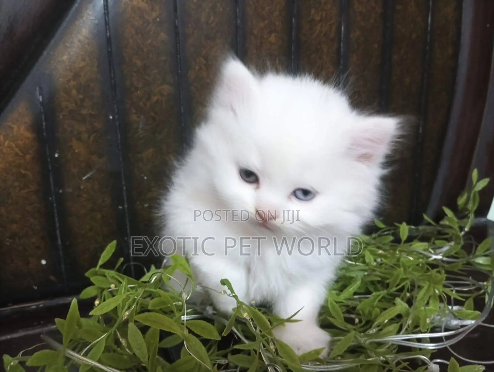 1-3 months Male Purebred Persian