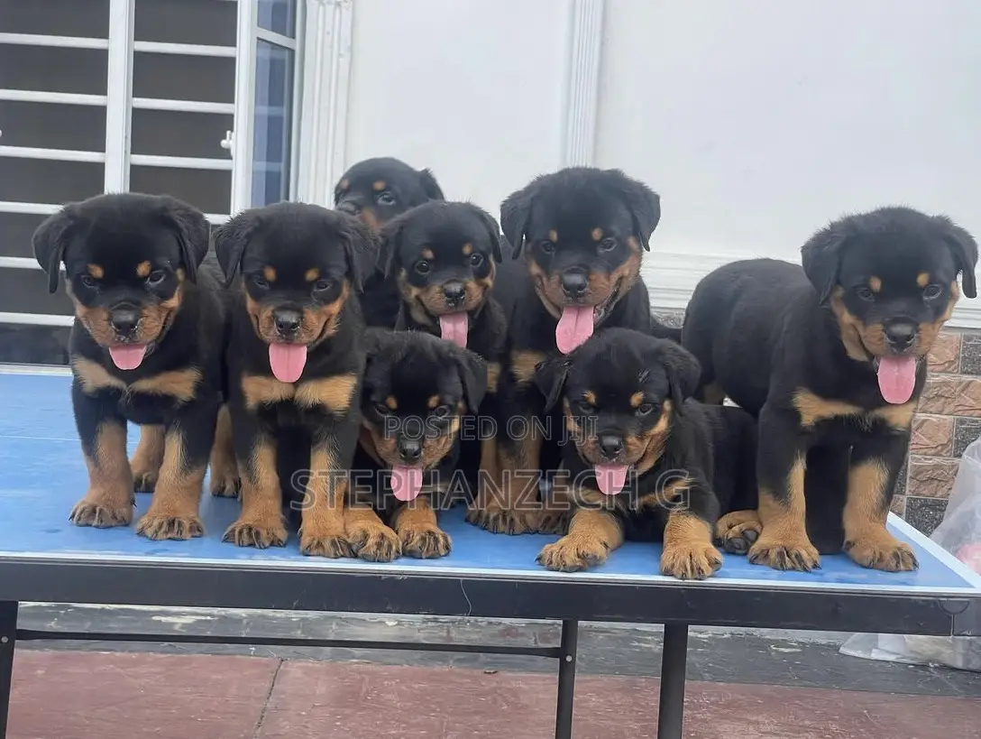 0-1 month Female Purebred Rottweiler