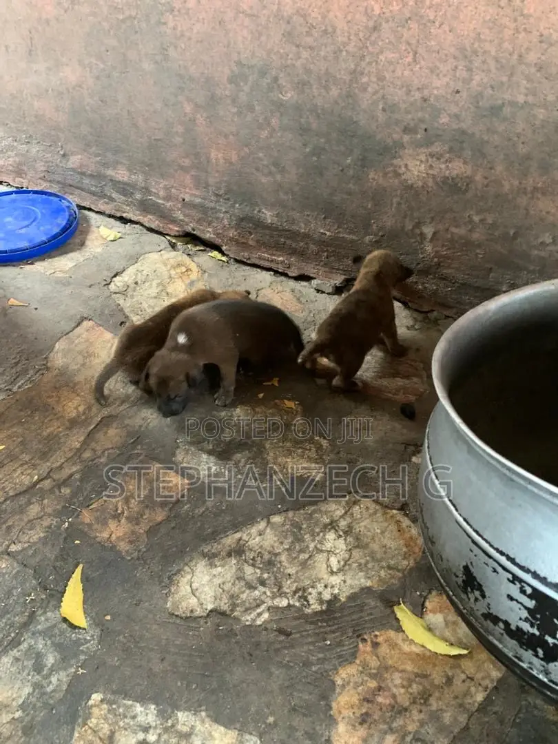 0-1 month Female Mixed Breed Boerboel